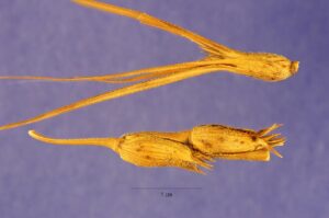 Aegilops comosa