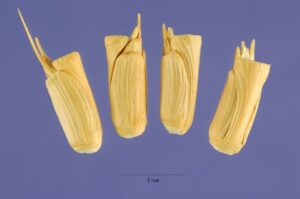 Aegilops columnaris
