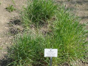 Aegilops ventricosa