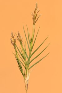 Aeluropus littoralis