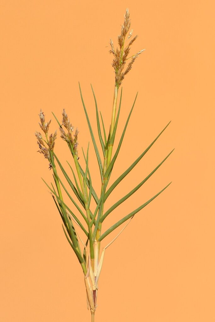 Aeluropus littoralis