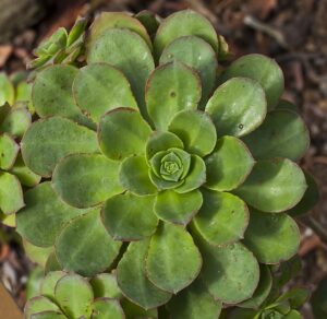 Aeonium gomerense