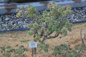 Aeonium haworthii