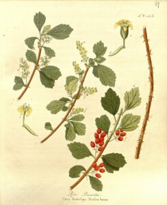 Ribes diacantha