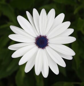 Lonas annua