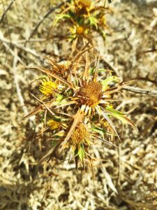 Carlina involucrata