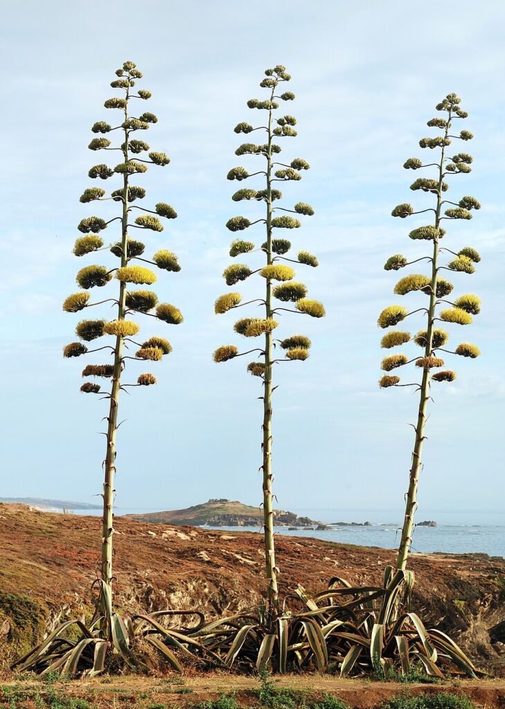 Agave americana