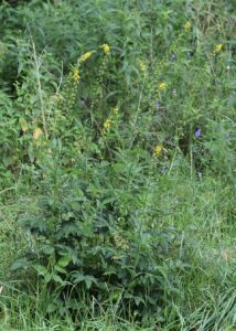 Agrimonia procera