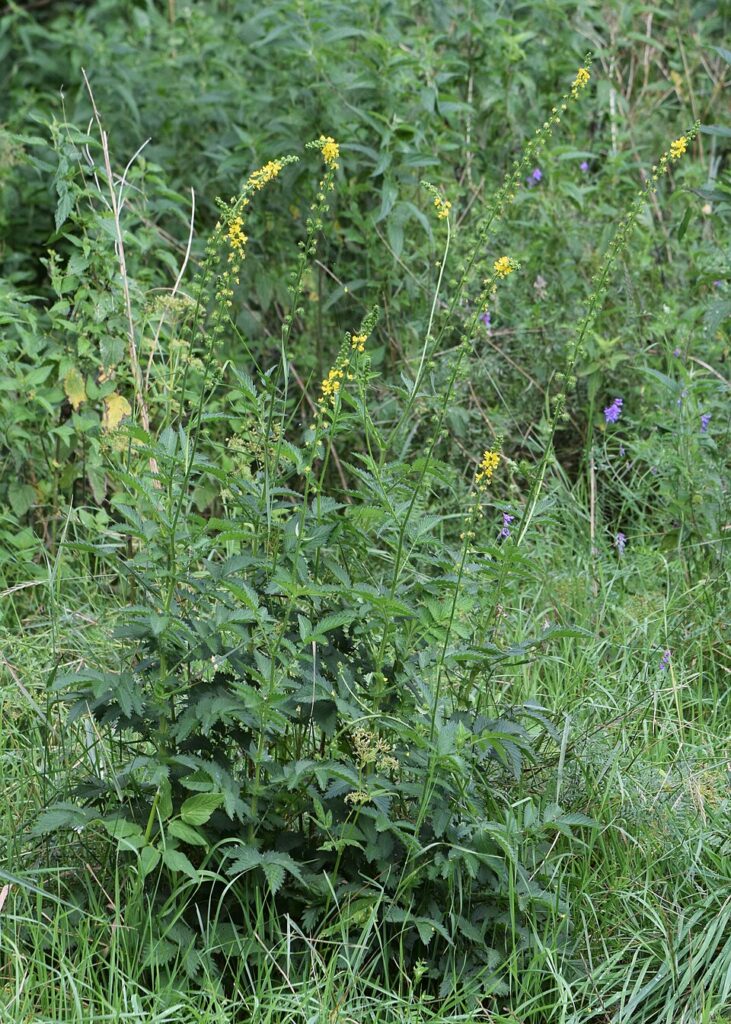 Agrimonia procera