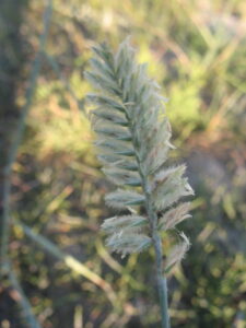 Agropyron dasyanthum