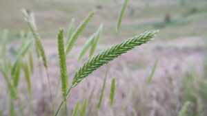 Agropyron cristatum