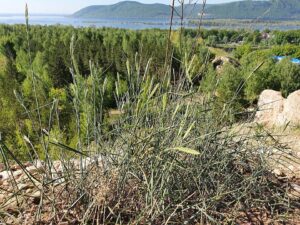 Agropyron desertorum