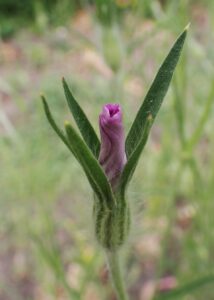 Agrostemma githago