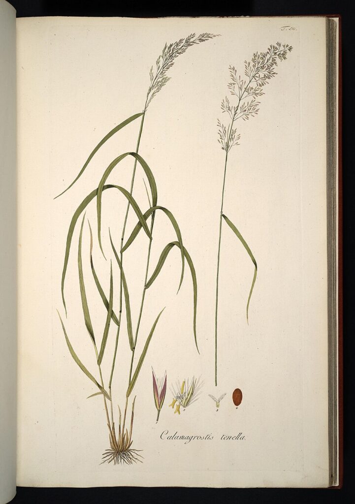 Agrostis schraderiana
