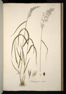 Agrostis schraderiana