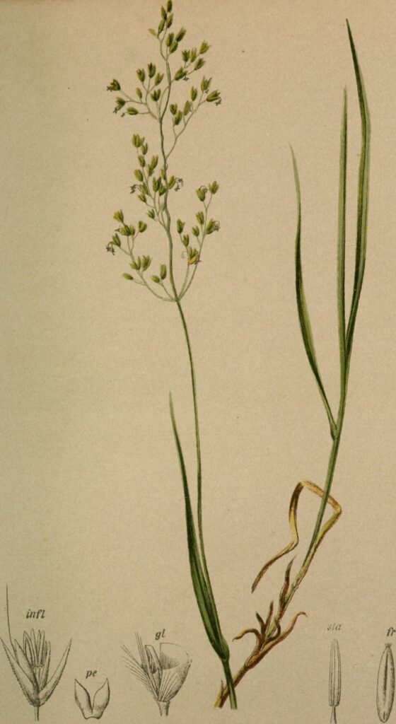 Agrostis alpina