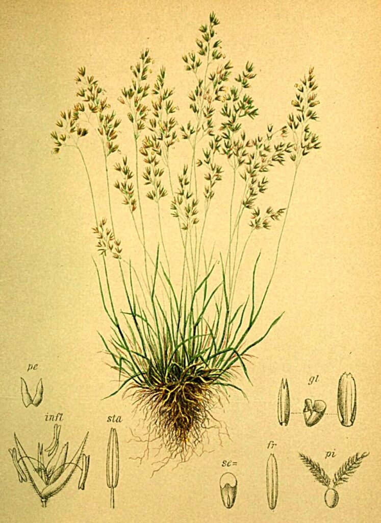 Agrostis rupestris subsp. rupestris