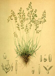 Agrostis rupestris subsp. rupestris