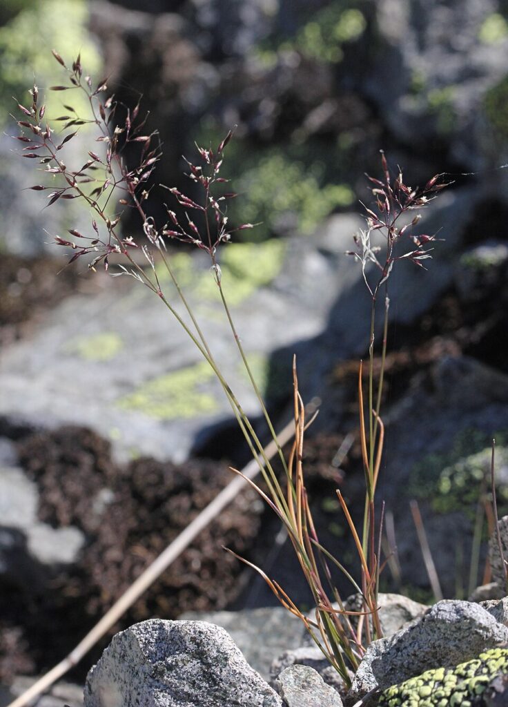 Alpagrostis