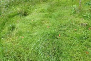 Agrostis canina
