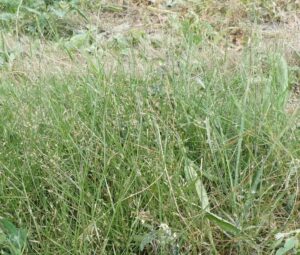 Agrostis castellana