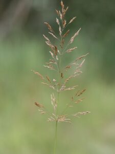 Agrostis gigantea