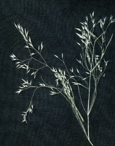 Agrostis mertensii
