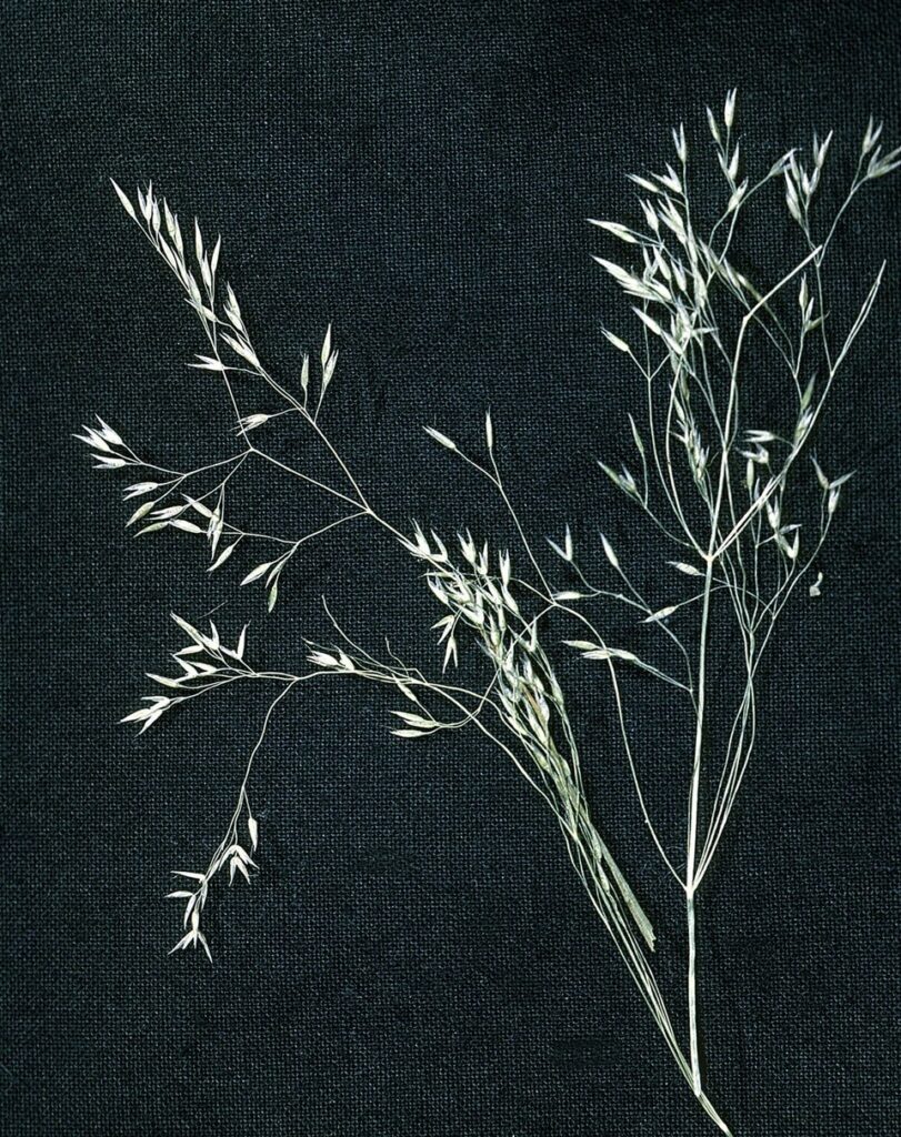 Agrostis mertensii