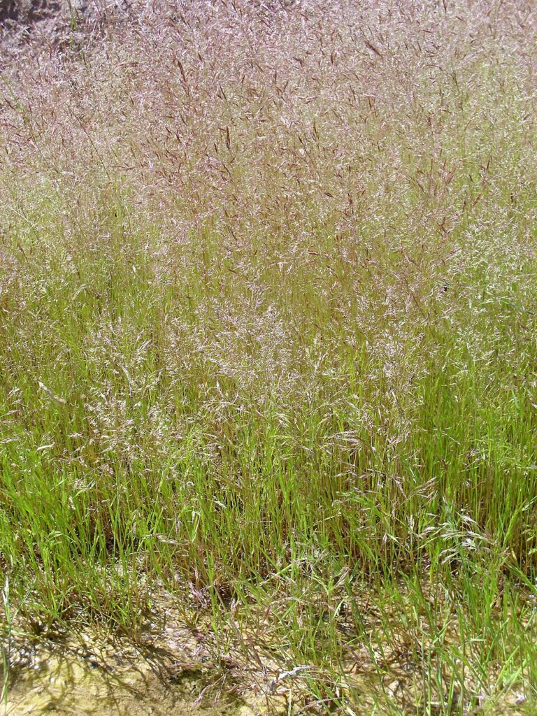Agrostis nebulosa