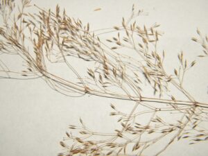 Agrostis × murbeckii