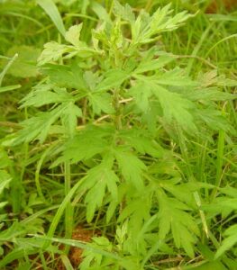 Artemisia nutans