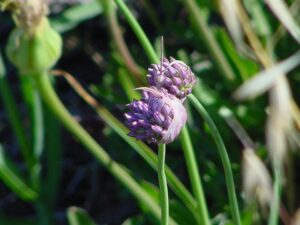 Allium acutiflorum