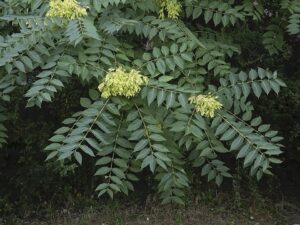 Ailanthus altissima