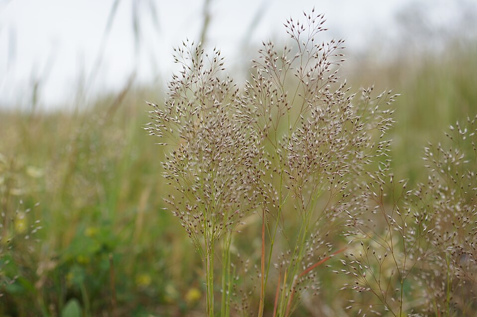 Aira cupaniana