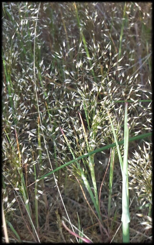 Aira elegans