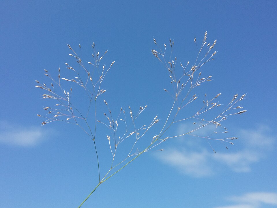 Aira elegantissima