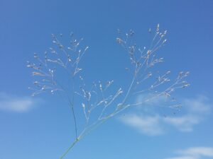 Aira elegantissima