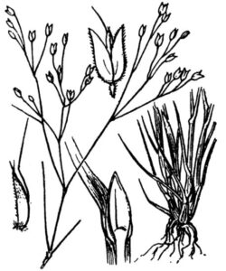 Aira provincialis