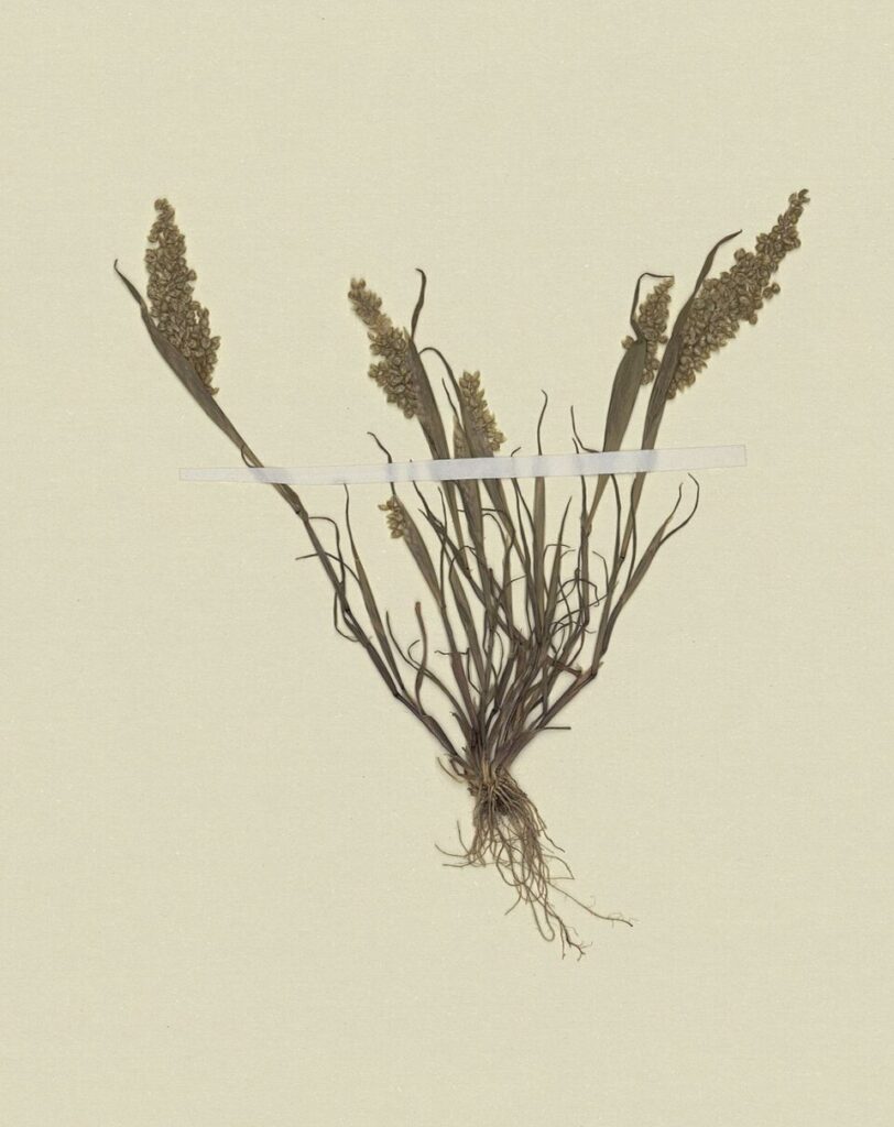 Airopsis tenella