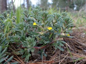 Ajuga chamaepitys subsp. chamaepitys