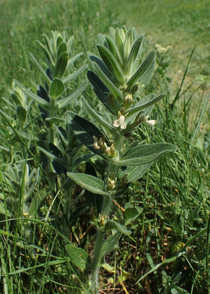 Ajuga laxmannii