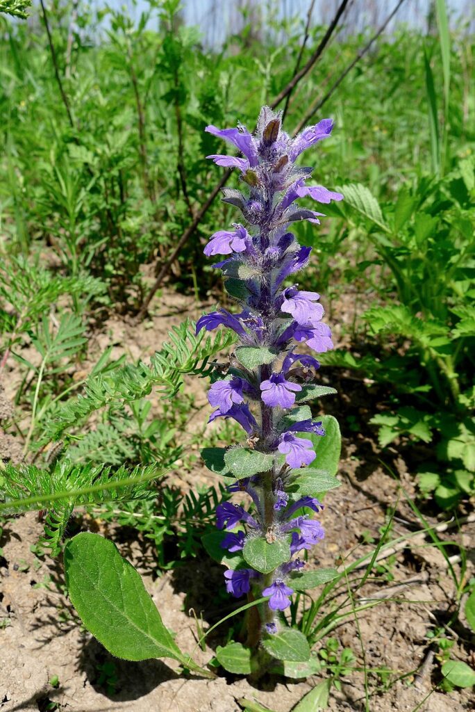 Ajuga multiflora var. multiflora