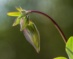 Aquilegia hispanica
