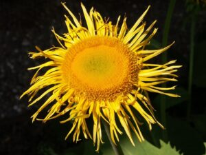 Buphthalmum speciosissimum