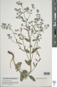 Nepeta hispanica subsp. hispanica