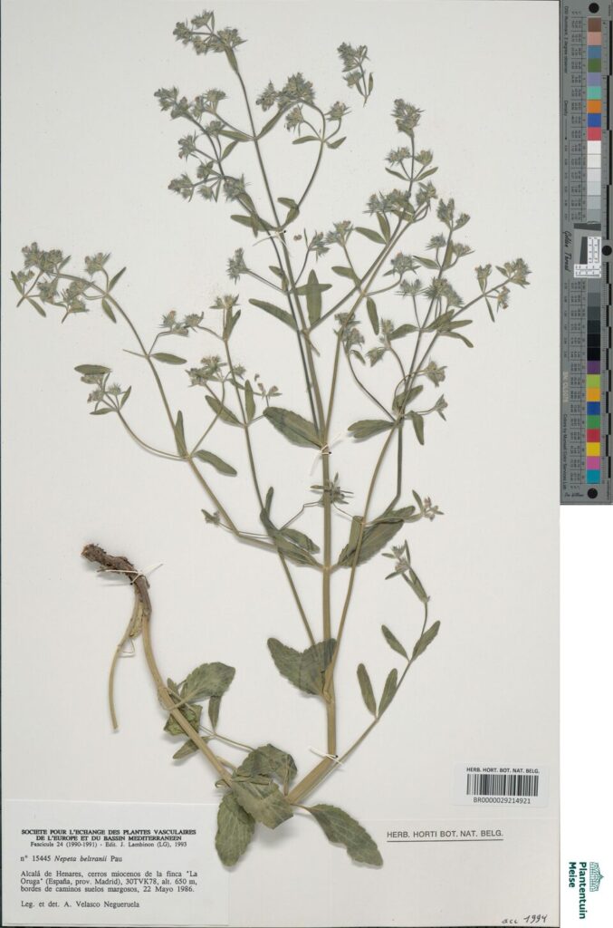 Nepeta hispanica subsp. hispanica