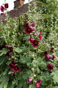 Alcea rosea
