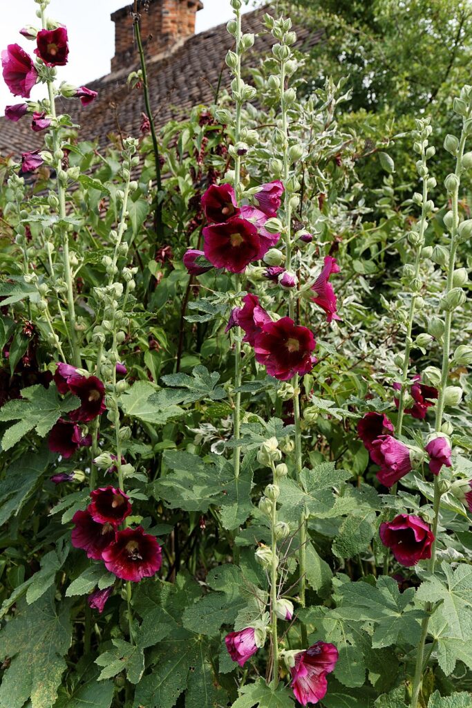 Alcea rosea