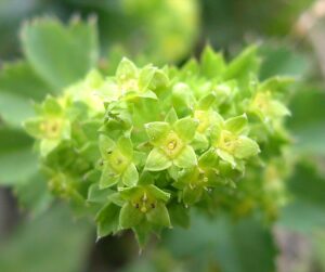 Alchemilla acutiloba