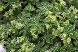 Alchemilla alpigena